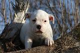 BOULEDOGUE AMERICAIN 193
